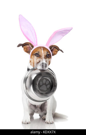 easter bunny ears jack russell dog , hungry with  food bowl in mouth, isolated on white background Stock Photo