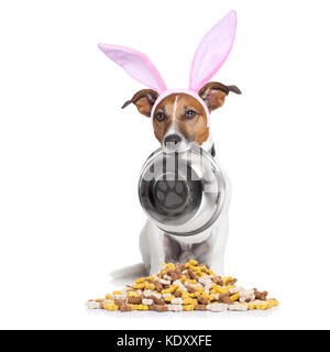 easter bunny ears jack russell dog , hungry with  food bowl in mouth, behind mound of bowl , isolated on white background Stock Photo