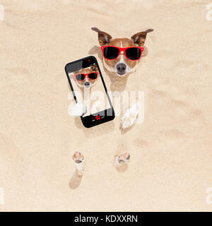 jack russell dog  buried in the sand at the beach on summer vacation holidays , taking a selfie, wearing red sunglasses Stock Photo