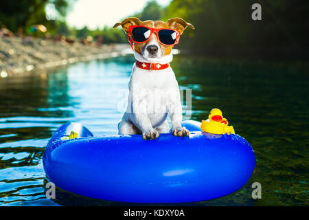 dog on  blue air mattress  in refreshing  water Stock Photo