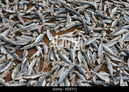 Getrockneter Fisch auf Netzen am Strand in Negombo - Dried fish on nets at the beach in Sri Lanka Stock Photo