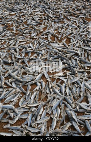 Getrockneter Fisch auf Netzen am Strand in Negombo - Dried fish on nets at the beach in Sri Lanka Stock Photo