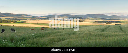 Looking Towards Pitfichie Forest and Cairn William over Fields of Crops Bathed in Early Morning Sunlight. Stock Photo