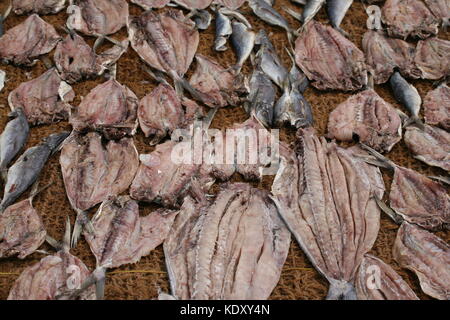 Getrockneter Fisch auf Netzen am Strand in Negombo - Dried fish on nets at the beach in Sri Lanka Stock Photo