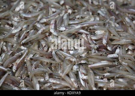 Frisch gefangender Fisch auf Fischmart in Ngombo - Freshly caught fish on fishmarket in Sri Lanka Stock Photo