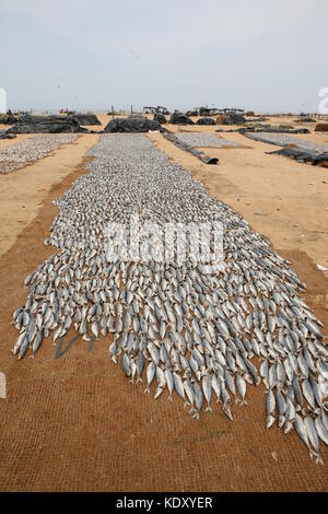 Getrockneter Fisch auf Netzen am Strand in Negombo - Dried fish on nets at the beach in Sri Lanka Stock Photo