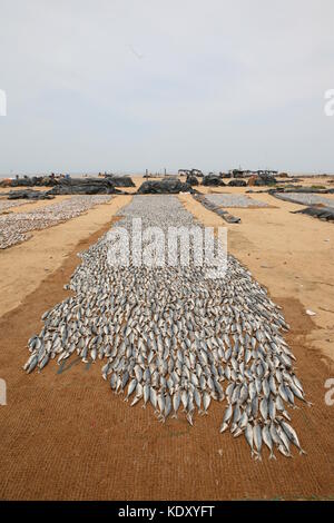 Getrockneter Fisch auf Netzen am Strand in Negombo - Dried fish on nets at the beach in Sri Lanka Stock Photo