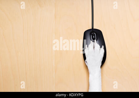 dog paw clicking on a pc computer mouse, searching , and looking online in internet finding information , isolated on wood desk Stock Photo