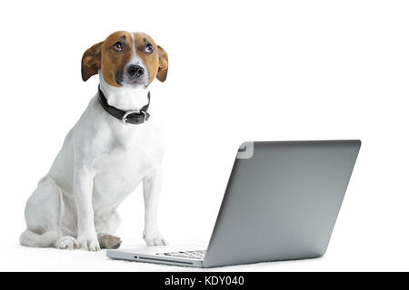 dog using laptop computer pc screen Stock Photo