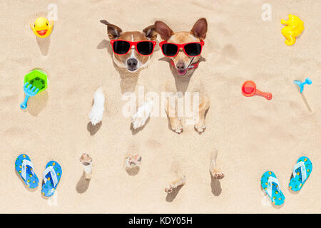 couple of two dogs  buried in the sand at the beach on summer vacation holidays , having fun and enjoying ,wearing red sunglasses Stock Photo