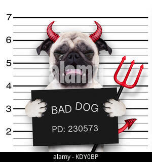 halloween devil pug dog crying in a mugshot, caught on with photo  camera, in police station jail Stock Photo