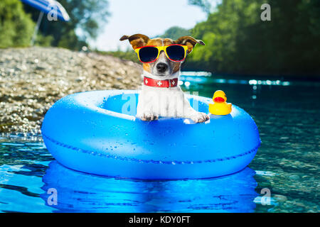 dog on  blue air mattress  in water refreshing Stock Photo
