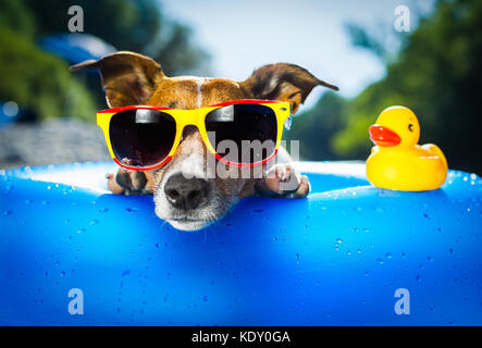 dog on  blue air mattress  in water refreshing Stock Photo