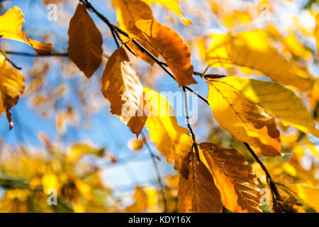 Japanese Blue Beech tree,  Fagus japonica, autumn foliage Leaves sunlight Season weather Beech autumn Stock Photo