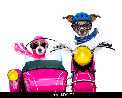 couple of just married jack russell dogs driving a funny motorbike vespa  for vacation holidays and honeymoon, isolated on white background Stock Photo