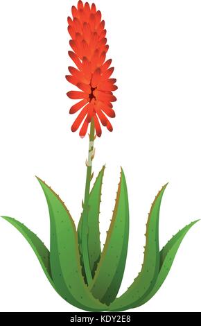 Aloe vera with red flowers illustration Stock Vector