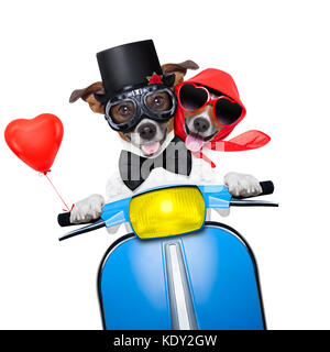 couple of just married jack russell dogs driving a funny motorbike vespa  for vacation holidays and honeymoon, isolated on white background Stock Photo