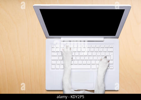 jack russell dog office worker ,  black glasses typing in a  pc computer laptop,  isolated on desk  background Stock Photo