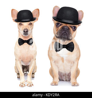 bowler hat for dogs