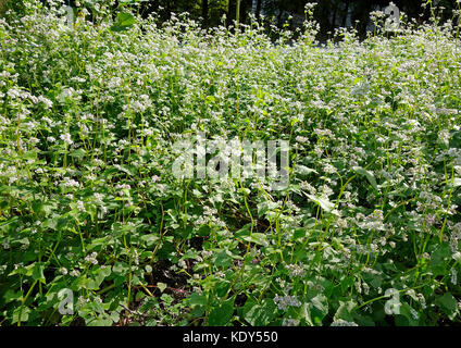 Blooming Buckwheat (Fagopyrum esculentum) in the field Stock Photo