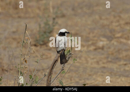 Northern white Crowned Shrike [Eurocephalus rueppelli] perched on branch in Tarangire National Park, Tanzania Stock Photo