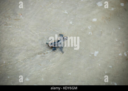 Baby Sea Turtle Release Stock Photo