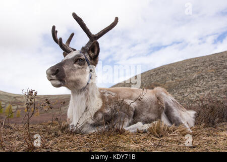 Portrait of a young reindeer sleeping on an autumn morning. Khuvsgol, Mongolia. Stock Photo