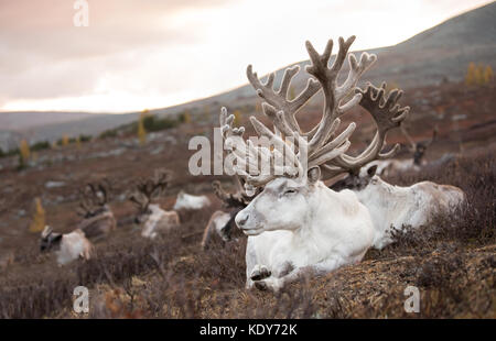 Portrait of a old reindeer with magnificent antlers sleeping on an autumn morning. Khuvsgol, Mongolia. Stock Photo