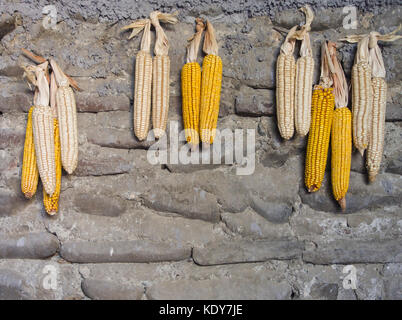 Yellow and pale corn hung out to dry on a stone wall in Velistsikhe Georgia Stock Photo
