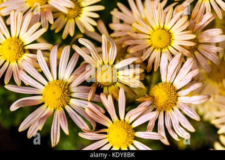 Chrysanthemum Mary Stoker, autumn flowers Stock Photo