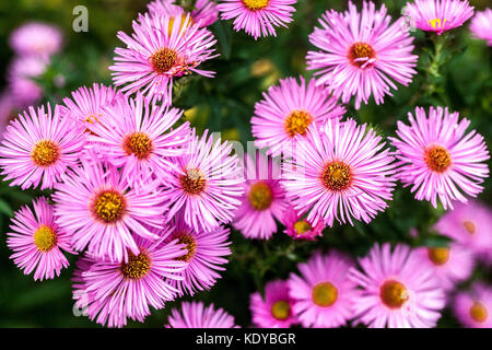 New England aster 'Rudelsburg' Michaelmas daisies Asters Stock Photo