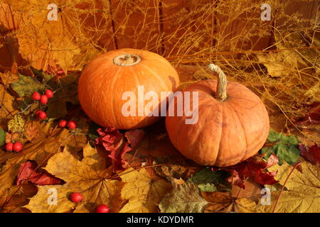 Autumn still life: two pumpkins against a background of dry maple leaves. Stock Photo