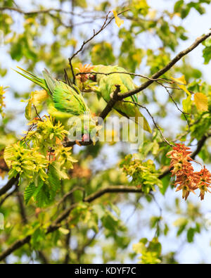 Cute feral ring-tailed parakeet, also rose-ringed parakeet (Psittacula krameri) perched on a lush green tree in the wild, England UK Stock Photo