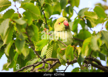 Cute feral ring-tailed parakeet, also rose-ringed parakeet (Psittacula krameri) perched on a lush green tree in the wild, England UK Stock Photo