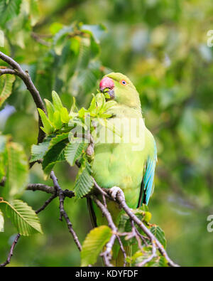 Cute feral ring-tailed parakeet, also rose-ringed parakeet (Psittacula krameri) perched on a lush green tree in the wild, England UK Stock Photo