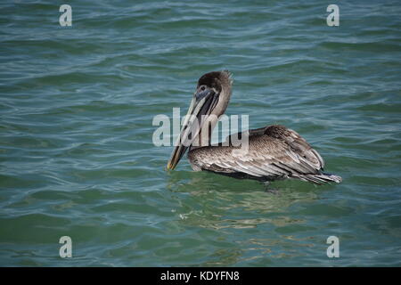 Brown Pelican swimming off Anna Maria Island, Florida with  wings closed Stock Photo