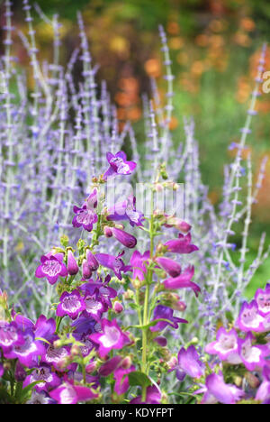 Penstemon and Russian Sage in the Late Summer Garden Border Stock Photo