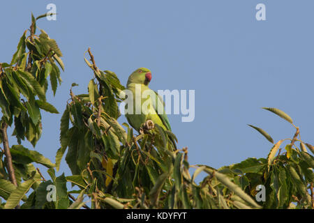 Ring-necked parakeet bird, also known as rose-ringed parakeet (Psittacula krameri) perched at the top of a tree in Richmond Park, Greater London, UK Stock Photo