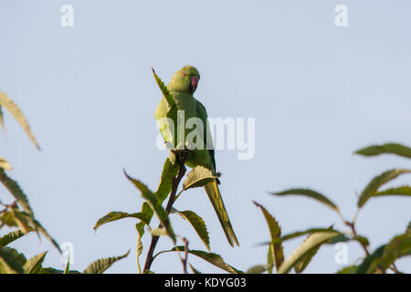 Ring-necked parakeet bird, also known as rose-ringed parakeet (Psittacula krameri) perched at the top of a tree in Richmond Park, Greater London, UK Stock Photo