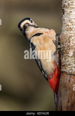 Detailed front view close up of UK great spotted woodpecker (Dendrocopos major) isolated in wild, clinging to silver birch tree trunk, staring forward. Stock Photo