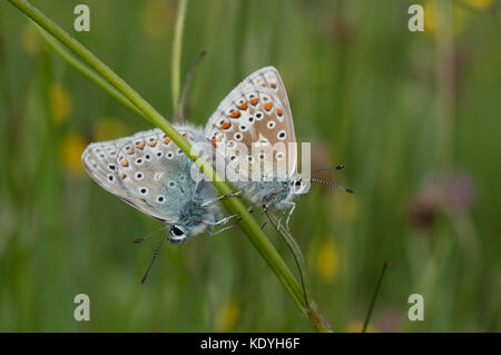 Common blue butterflies mating, once a common species this is now a rapidly declining one. Stock Photo