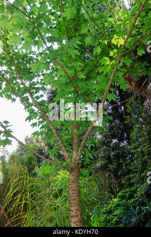 Warty,spiky stems of the hardy deciduous tree, Kalopanax septemlobus Stock Photo
