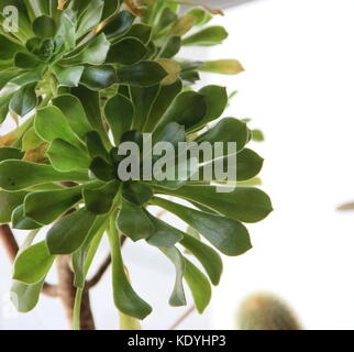 cactus and succulents in bloom in spring Stock Photo