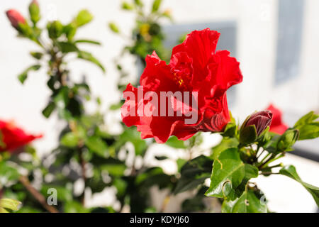 Double red hibiscus plant blossom in outdoor garden. Stock Photo