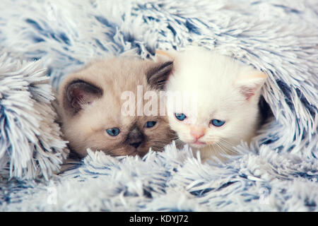Two cute little kittens peeking out from under the soft warm fluffy blanket Stock Photo