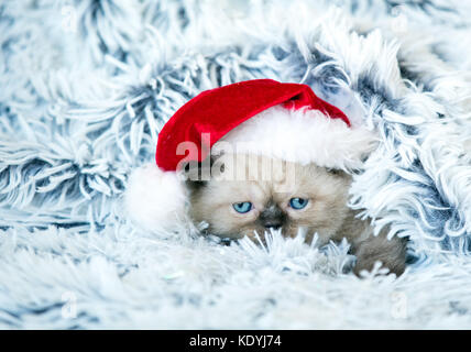 Little kitten wearing Santa Claus hat Stock Photo