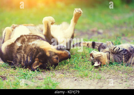 Dog and cat best friends playing together outdoor. Lying on the back on the grass. Stock Photo