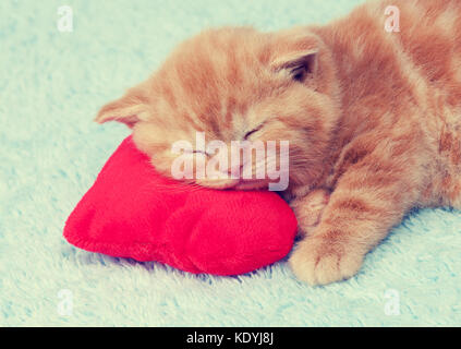 Red-haired kitten is sleeping on a red heart-shaped pillow Stock Photo