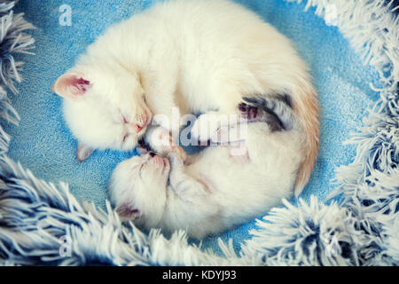 Little kitten sleeping with newborn kitten on a blanket in the shape of a heart Stock Photo