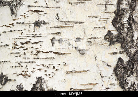 photo of aspen tree bark background texture Stock Photo